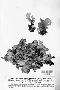 Sticta fuliginosa image